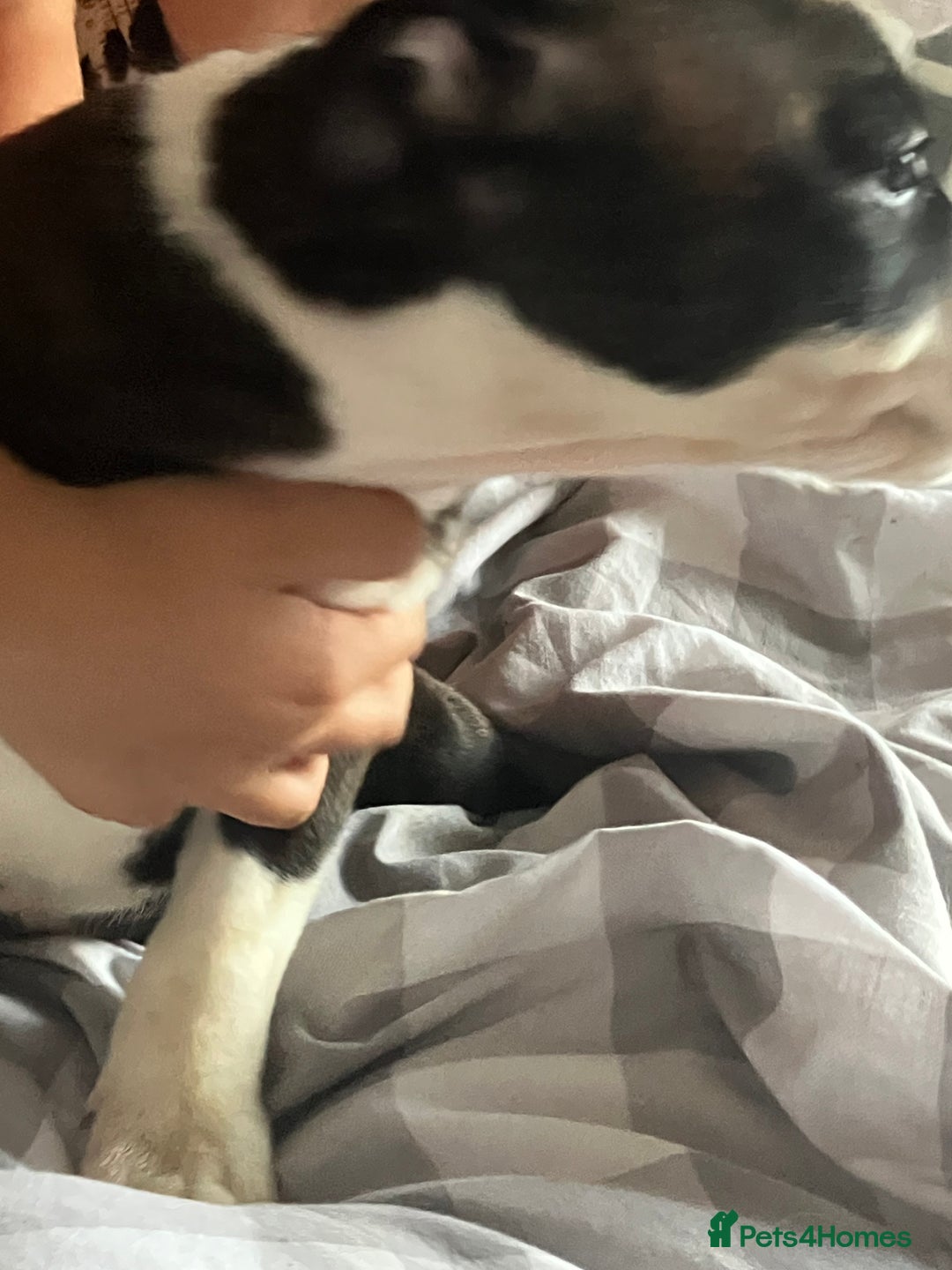 Staffordshire Bull Terrier dogs for sale: Kc Staffordshire bull terrior puppies - Image 9