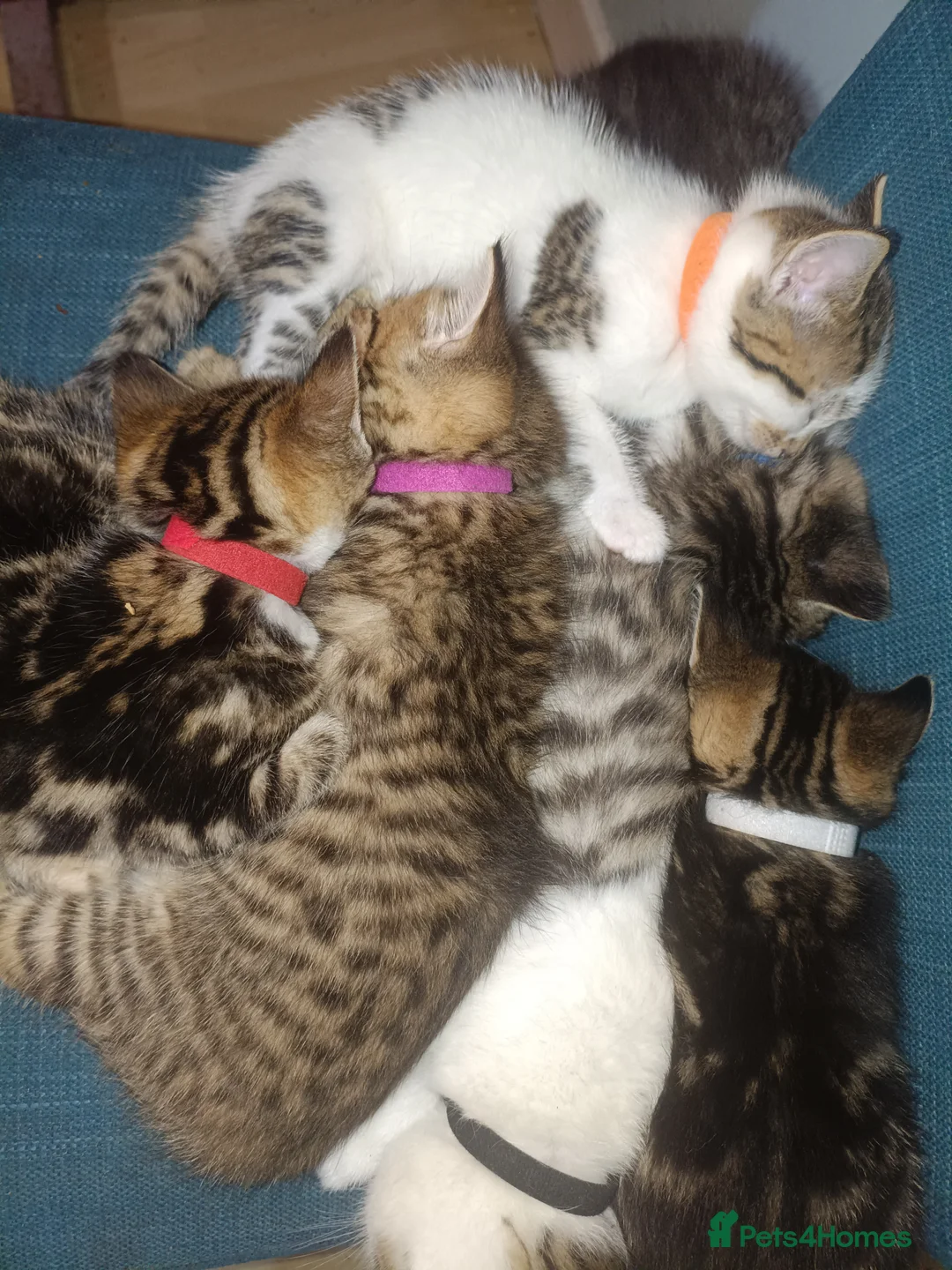 Toybob cats for sale: cat kittin  - Advert 5