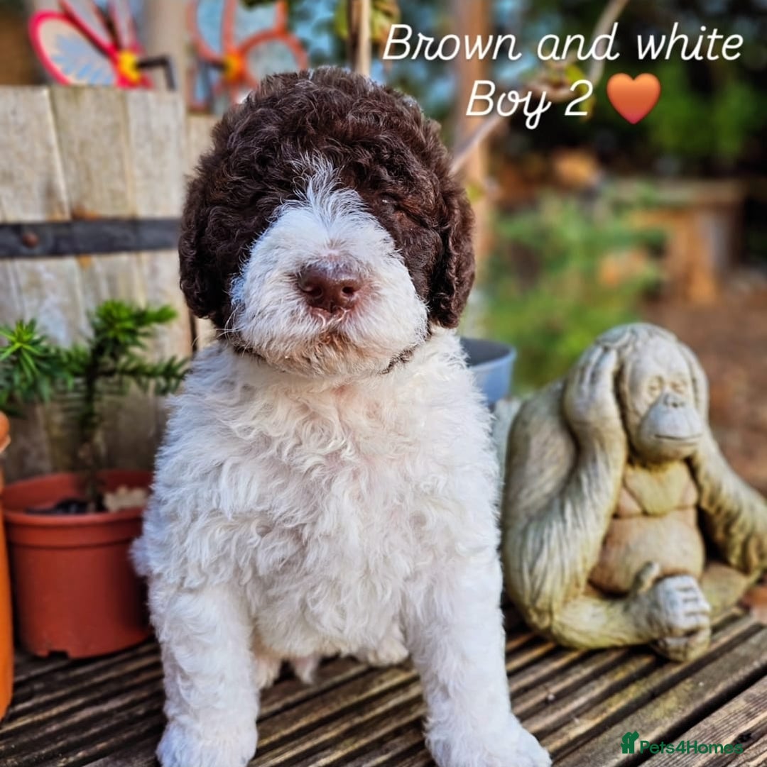 Labradoodle dogs for sale: Curly Coated Hypo-Allergenic Labradoodle Puppies   - Advert 19