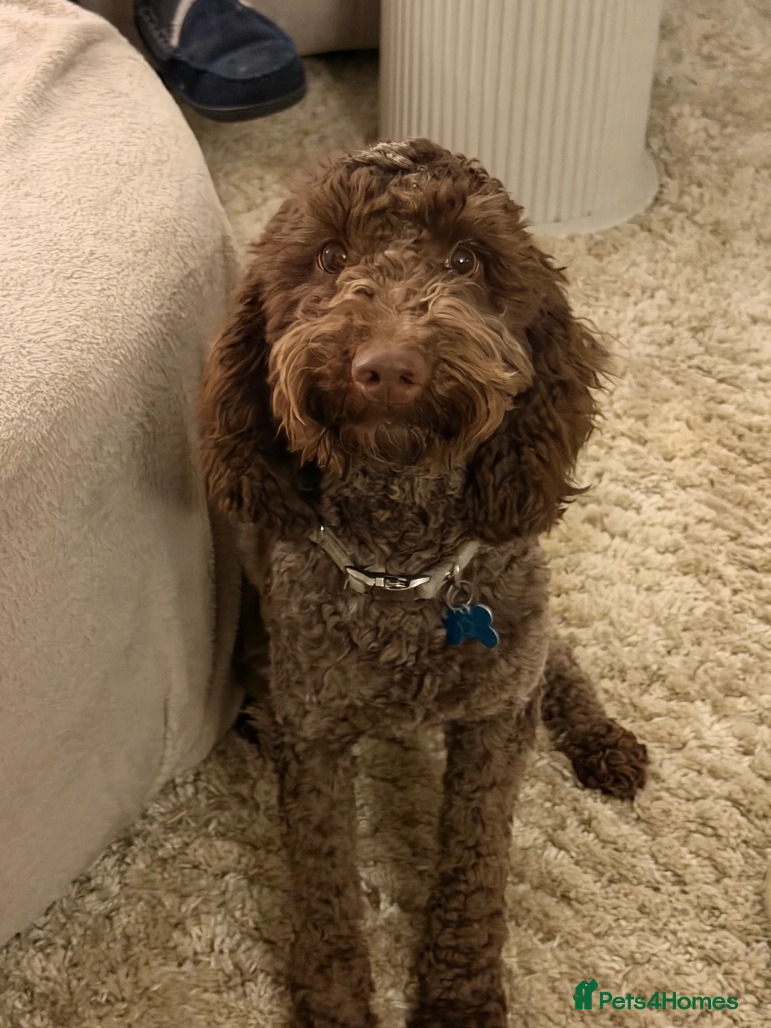 Cockapoo dogs for sale: Cockerpoo - Advert 5