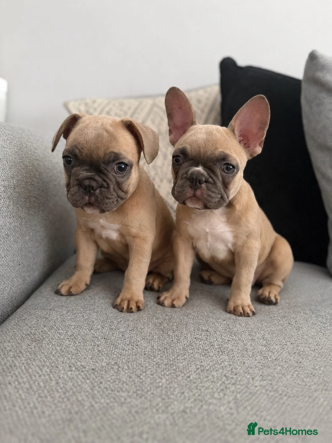 French Bulldog dogs for sale: 2 GIRLS LEFT REDUCED - French Bulldog Puppies 💕 - Advert 2