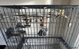 Budgerigars birds for sale: male and female budgies for sale - Image 4