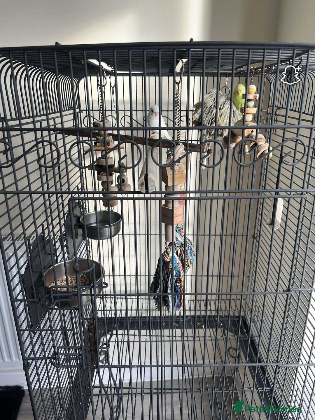 Budgerigars birds for sale: male and female budgies for sale - Image 4