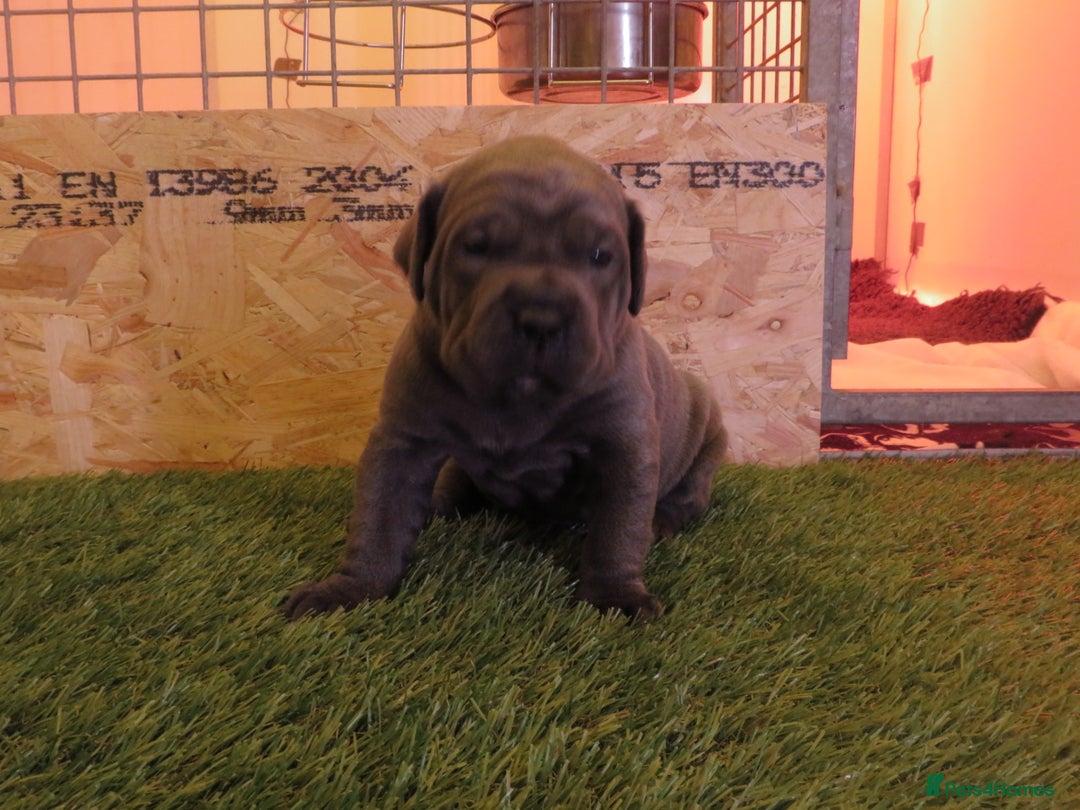 Cane Corso dogs for sale: Health tested cane corso pups for sale  - Advert 2