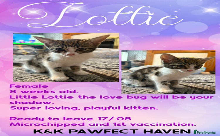 Domestic Shorthair cats - Advert 6