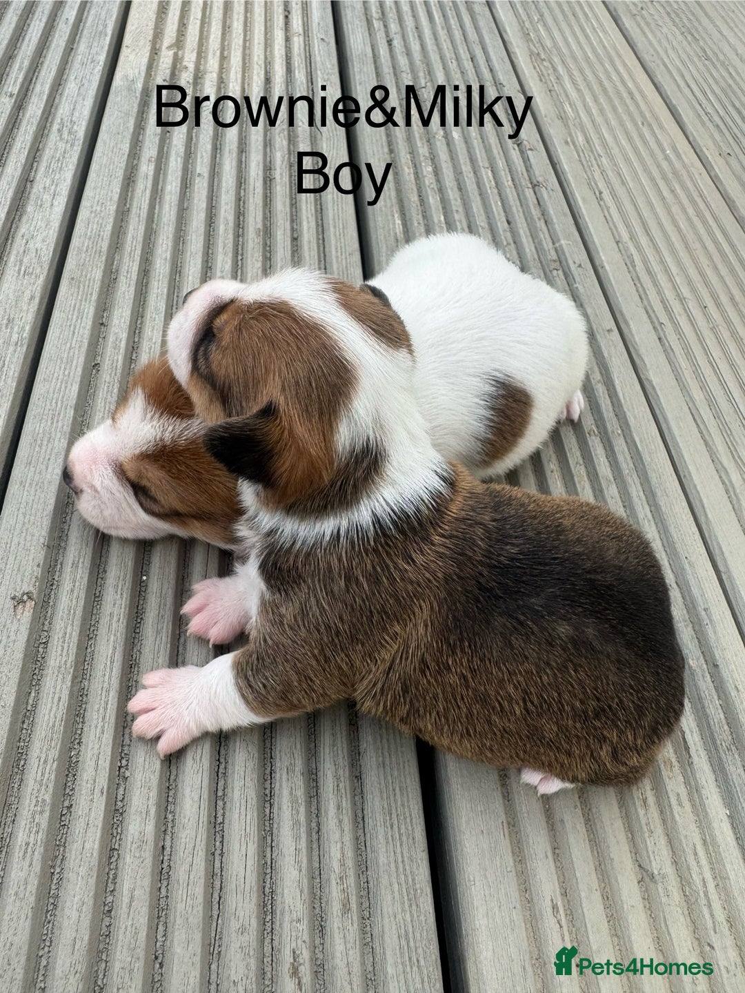 Jack Russell dogs for sale: Jack Russell puppies 2  - Image 7
