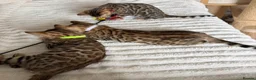Bengal cats for sale: 🐆 Adorable pedigree Bengal kittens 🐆 - Advert 5