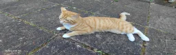 Bengal cats for sale:  Looking for a Loving Forever Home. Bengal/Calico - Advert 18