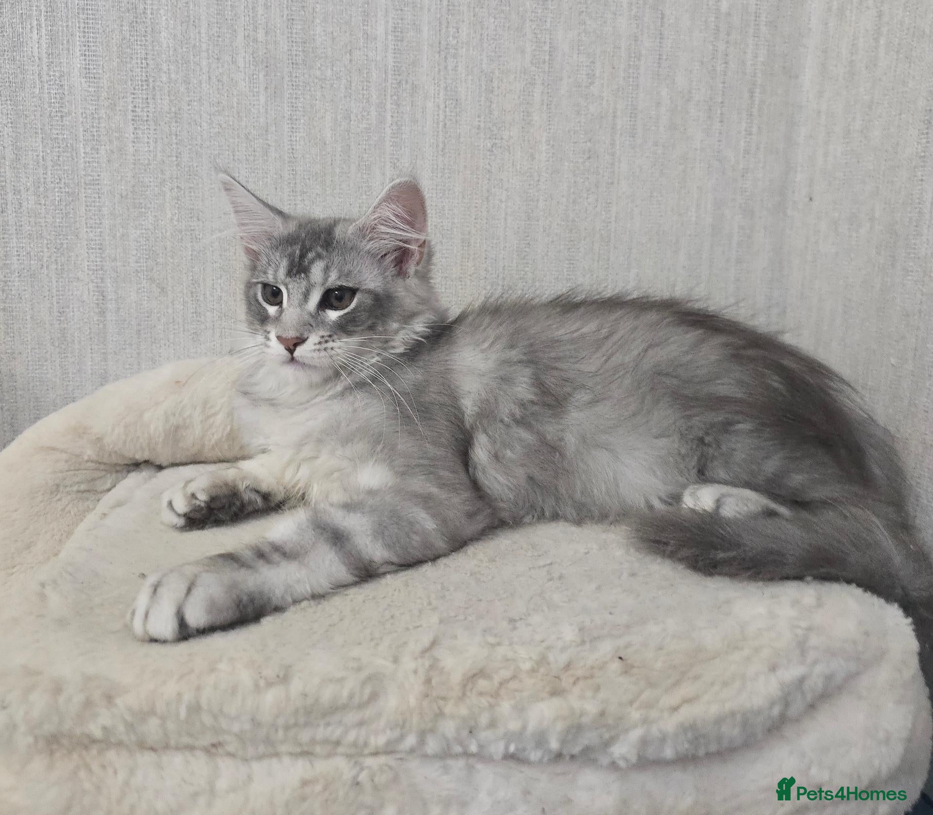 Maine Coon cats READY NOW Maine Coons Shaded & Silver - Advert 1