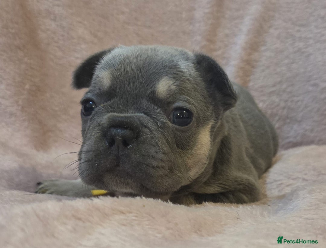 French Bulldog dogs for sale: Beautiful French Bulldog Puppies - Image 20
