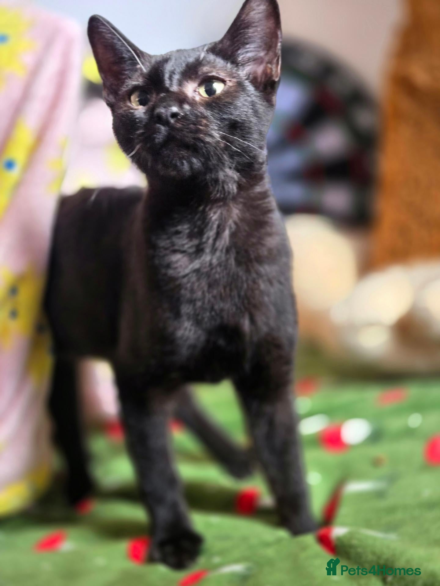 Mixed Breed cats Sphynx Lykoi kittens  - Advert 1