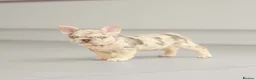 French Bulldog dogs for sale: !! REDUCED !! Beautiful KC Frenchie Puppies  - Advert 11