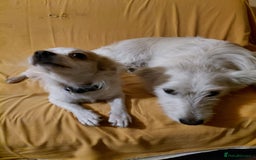 Mixed Breed dogs for adoption: Beautiful and Gentle NIVA - for a Loving Home - Image 10