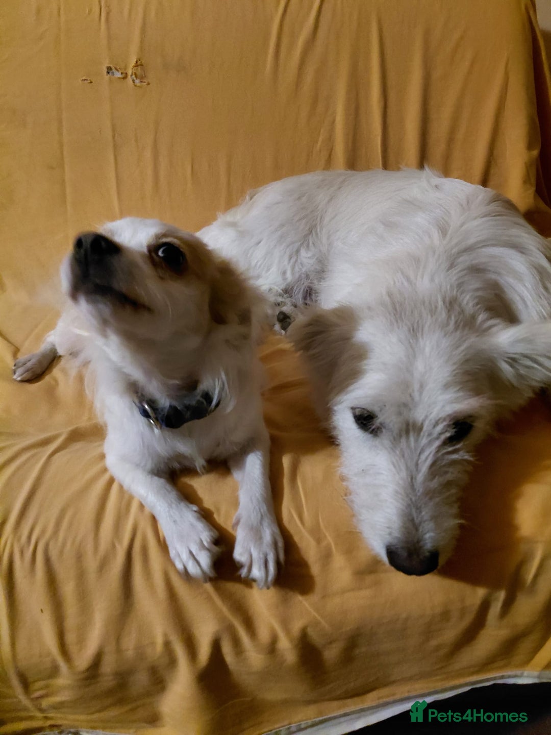 Mixed Breed dogs for adoption: Beautiful and Gentle NIVA - for a Loving Home - Image 10
