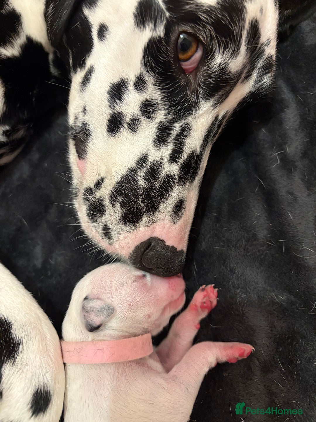 Dalmatian dogs for sale: Dalmatian Puppies  - Image 6