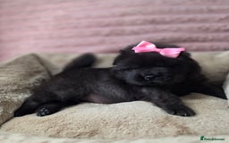 Chow Chow dogs for sale: Last Puppy – Rare Blue Chow Chow Girl🐾 - Image 24