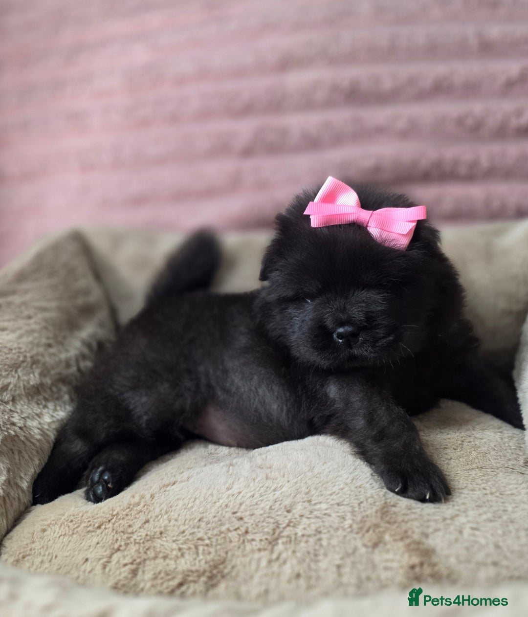 Chow Chow dogs for sale: Last Puppy – Rare Blue Chow Chow Girl🐾 - Image 24