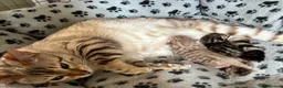Bengal cats for sale: Pedigree SBT Male Bengal kitten - Advert 2