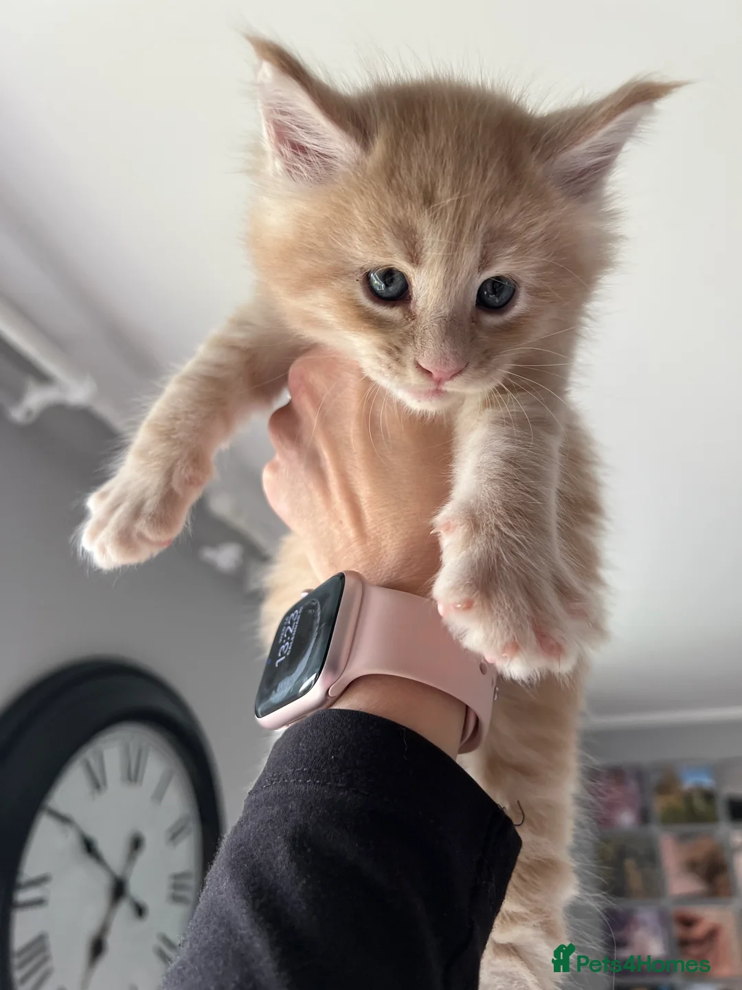 Maine Coon cats for sale: Register Maine Coon Kittens  - Advert 16