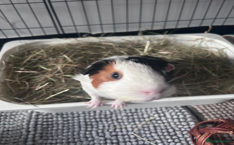 Guinea Pig rodents - Advert 1