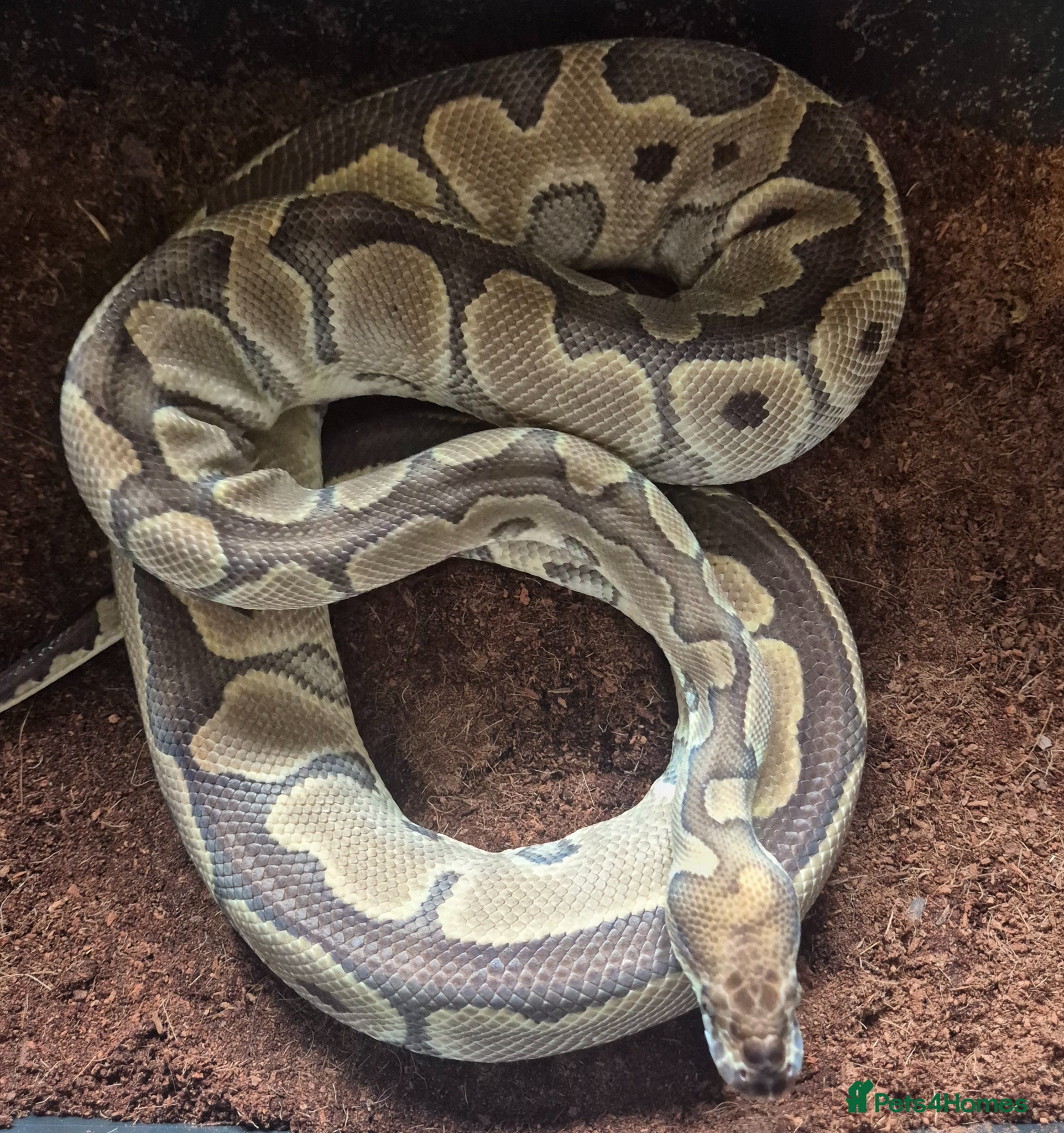 Mixed Breed reptiles Royal python and Leopard Geckos for  sale - Advert 1