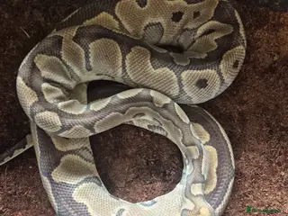 Mixed Breed reptiles Royal python and Leopard Geckos for sale - Advert 4