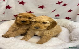 Cockapoo dogs for sale: Cockapoo puppies for sale - Image 4