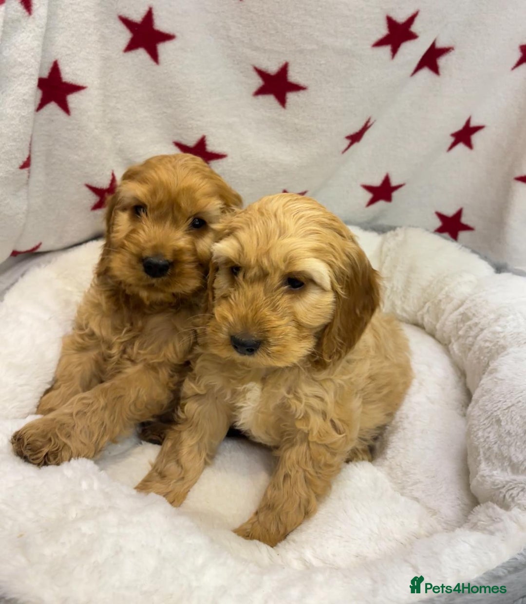 Cockapoo dogs for sale: Cockapoo puppies for sale - Image 4