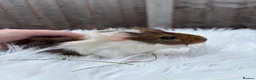 Guinea Pig rodents for sale: Baby guinea pigs  - Advert 10