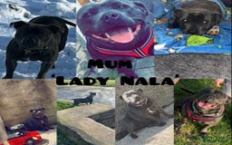 Staffordshire Bull Terrier dogs for sale: Beautiful blue staff puppies  - Image 2