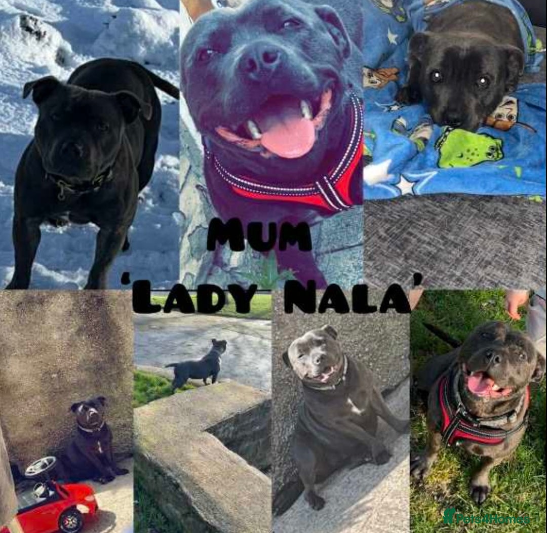 Staffordshire Bull Terrier dogs for sale: Beautiful blue staff puppies  - Image 2
