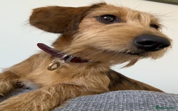 Dachshund dogs for sale: Sweet 8mth old Dachshund for pet-free home - Image 2