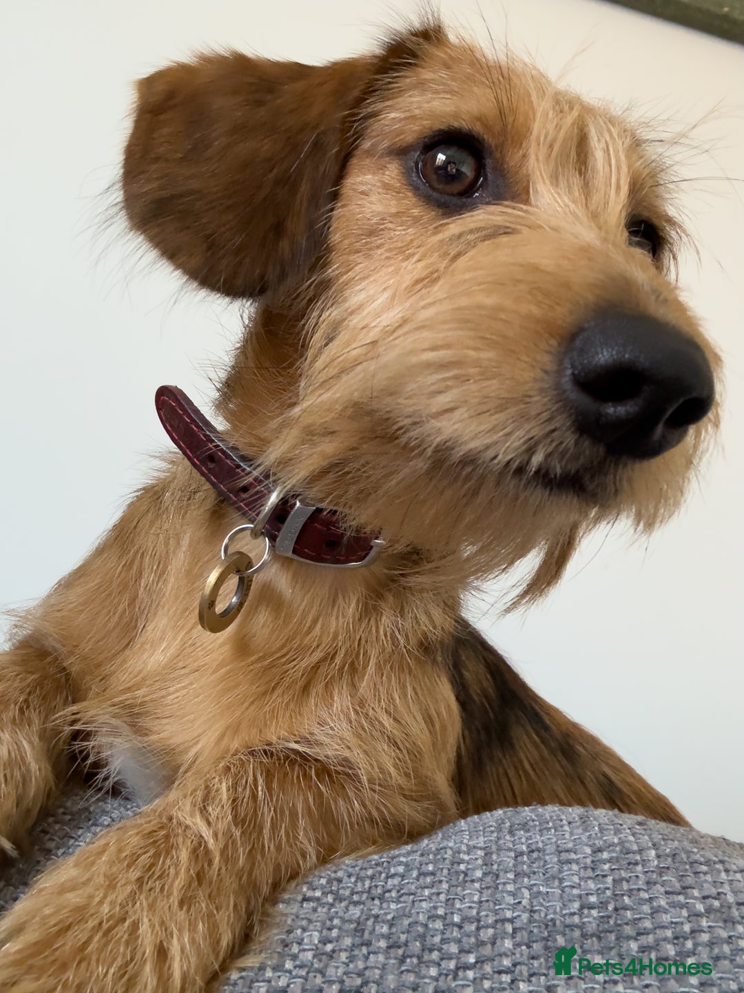 Dachshund dogs for sale: Sweet 8mth old Dachshund for pet-free home - Image 2