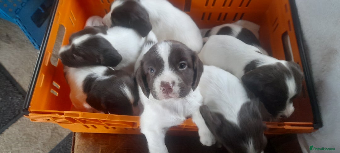 English Springer Spaniel dogs for sale: Beautiful Litter of English Springer Spaniels  - Image 1