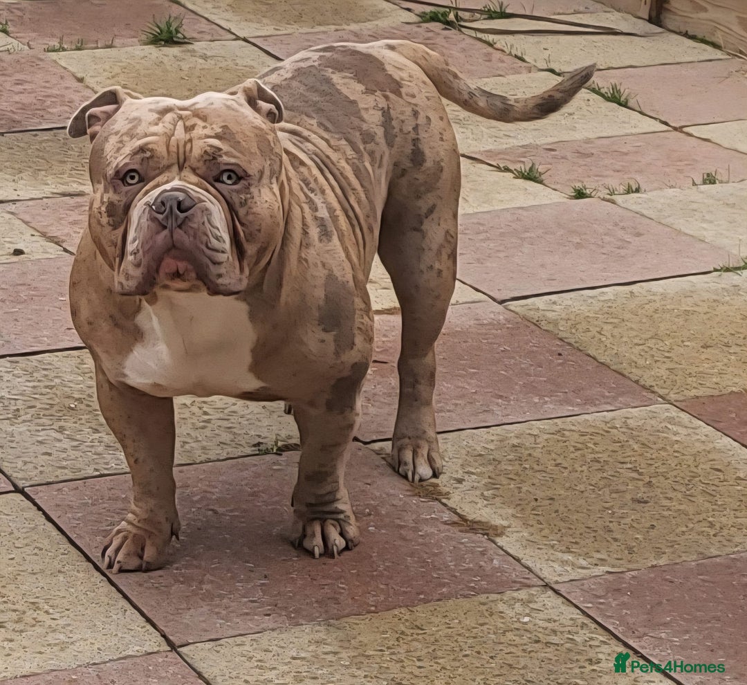 American Bully dogs for stud:  Lilac Merle Pocket Bully stud 🔥 - Advert 5