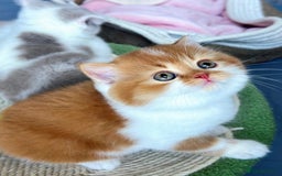 British Shorthair cats for sale: Exceptional British Shorthair Kittens, GCCF& TICA  - Image 2
