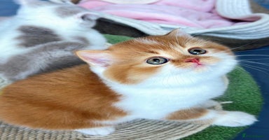 British Shorthair cats - Advert 3