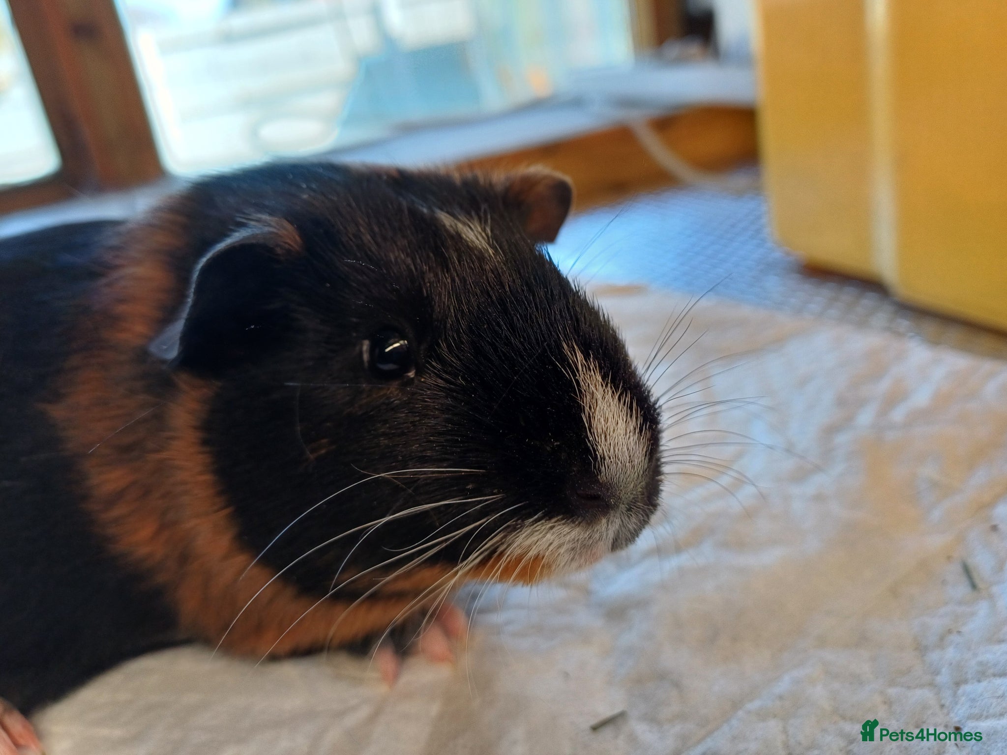 Guinea Pig rodents Baby Guinea Pigs (Male) - Advert 2