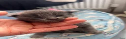 Maine Coon cats for sale: Stunning TICA Russian Maine Coon 1 left! - Advert 23