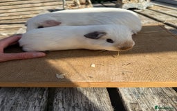 Guinea Pig rodents for sale: Pure bred California & Swiss guineapigs  - Image 9