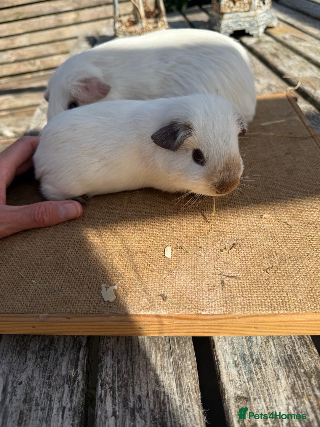 Guinea Pig rodents for sale: Pure bred California & Swiss guineapigs  - Image 9