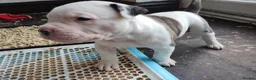 American Bulldog dogs for sale: American bulldog puppies - Advert 22