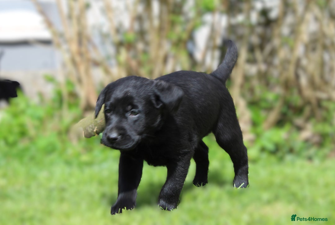 Labrador Retriever dogs for sale: Black Labrador Retriever Puppies - Image 27