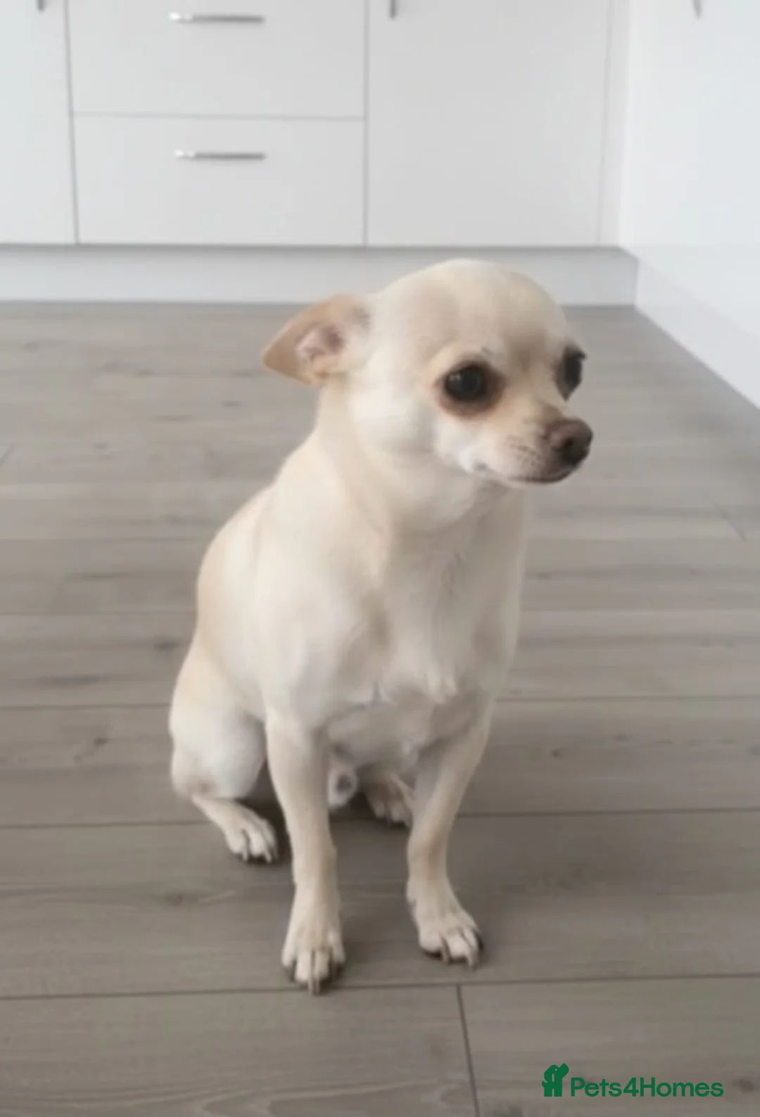 Chihuahua dogs for sale: Chihuahua puppies  in Dagenham - Advert 7