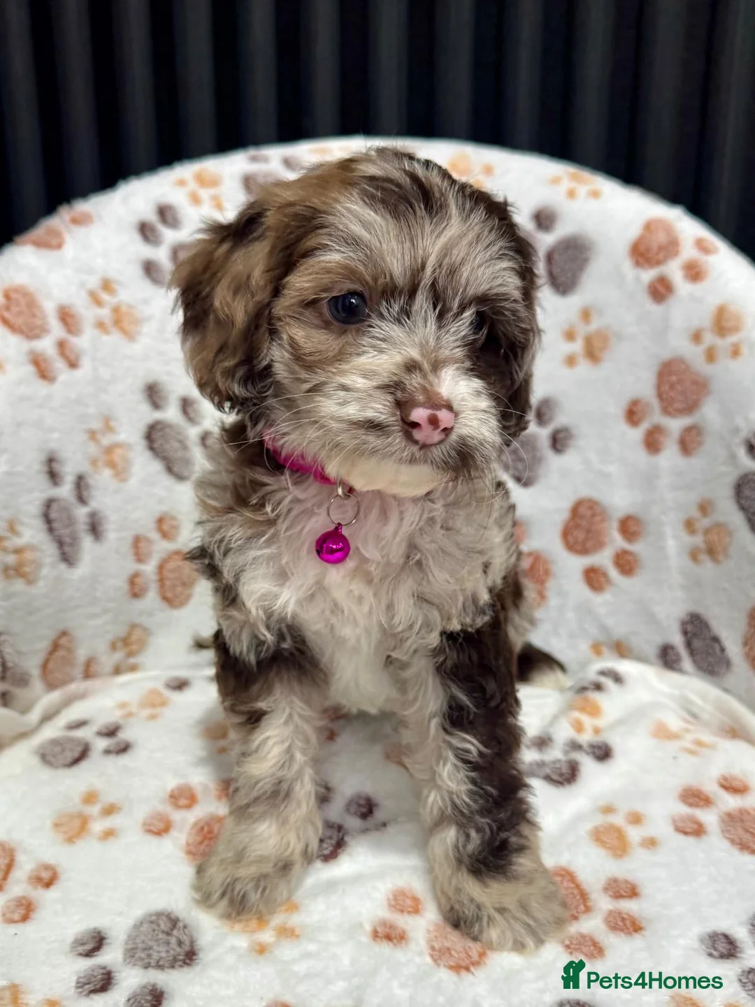 Cockapoo dogs for sale: Chocolate Phantom Cockapoo Puppies - Advert 4