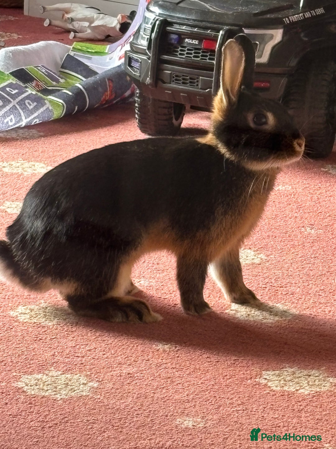 Mixed Breed rabbits for sale: Black/brown rabbit  - Image 7