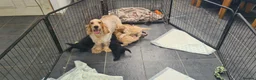 Cockapoo dogs for sale: Gorgeous F1 Cockapoos-Ready Now - Advert 1