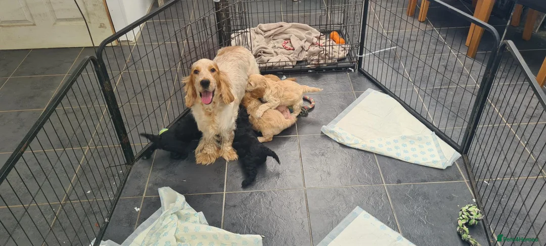 Cockapoo dogs for sale: Gorgeous F1 Cockapoos-Ready Now - Advert 1