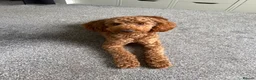 Toy Poodle dogs for stud: KC Pedigree Red Toy Poodle for Stud - Advert 7