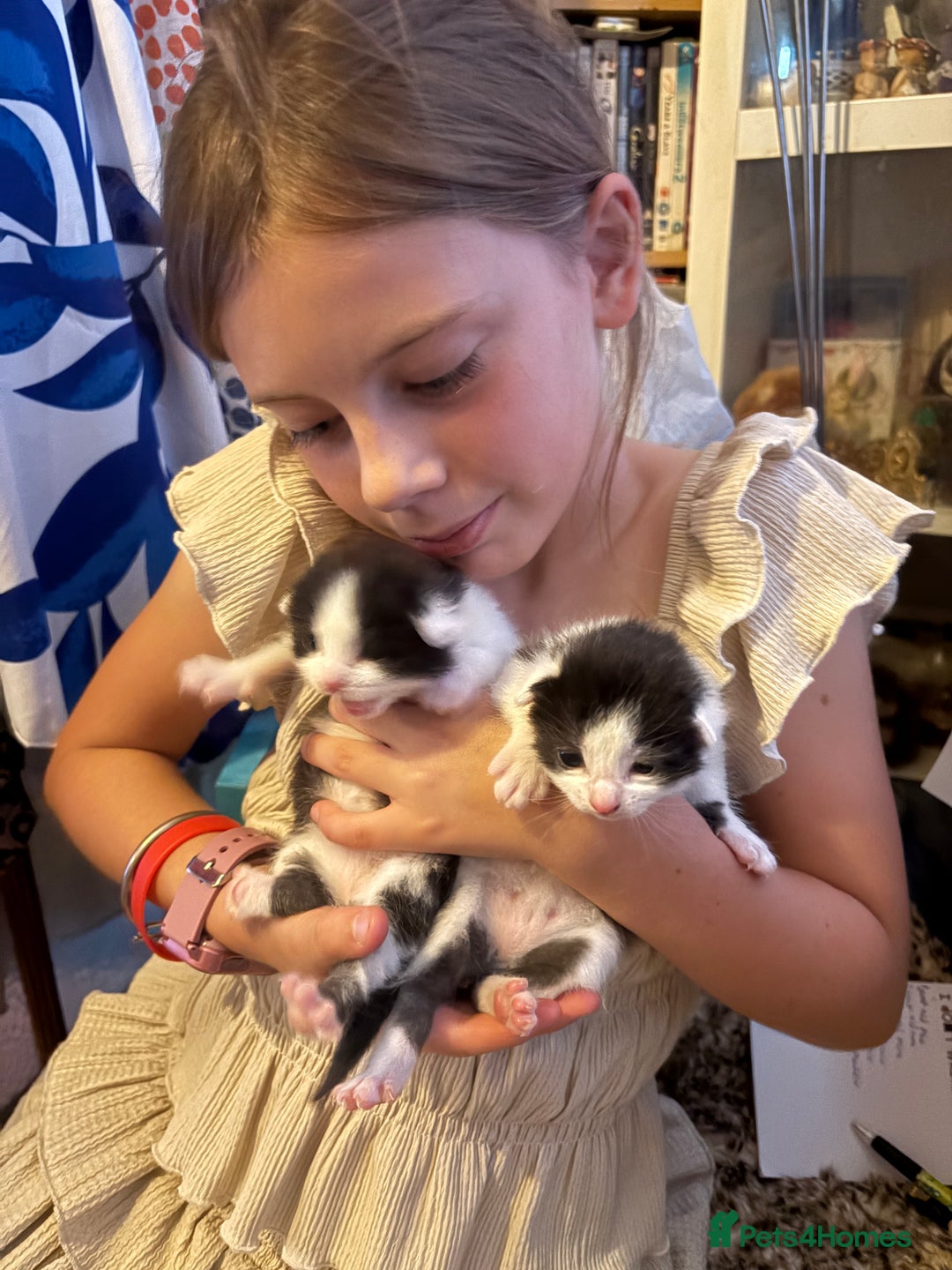 Mixed Breed cats for sale: Mixed breed kittens  - Image 23